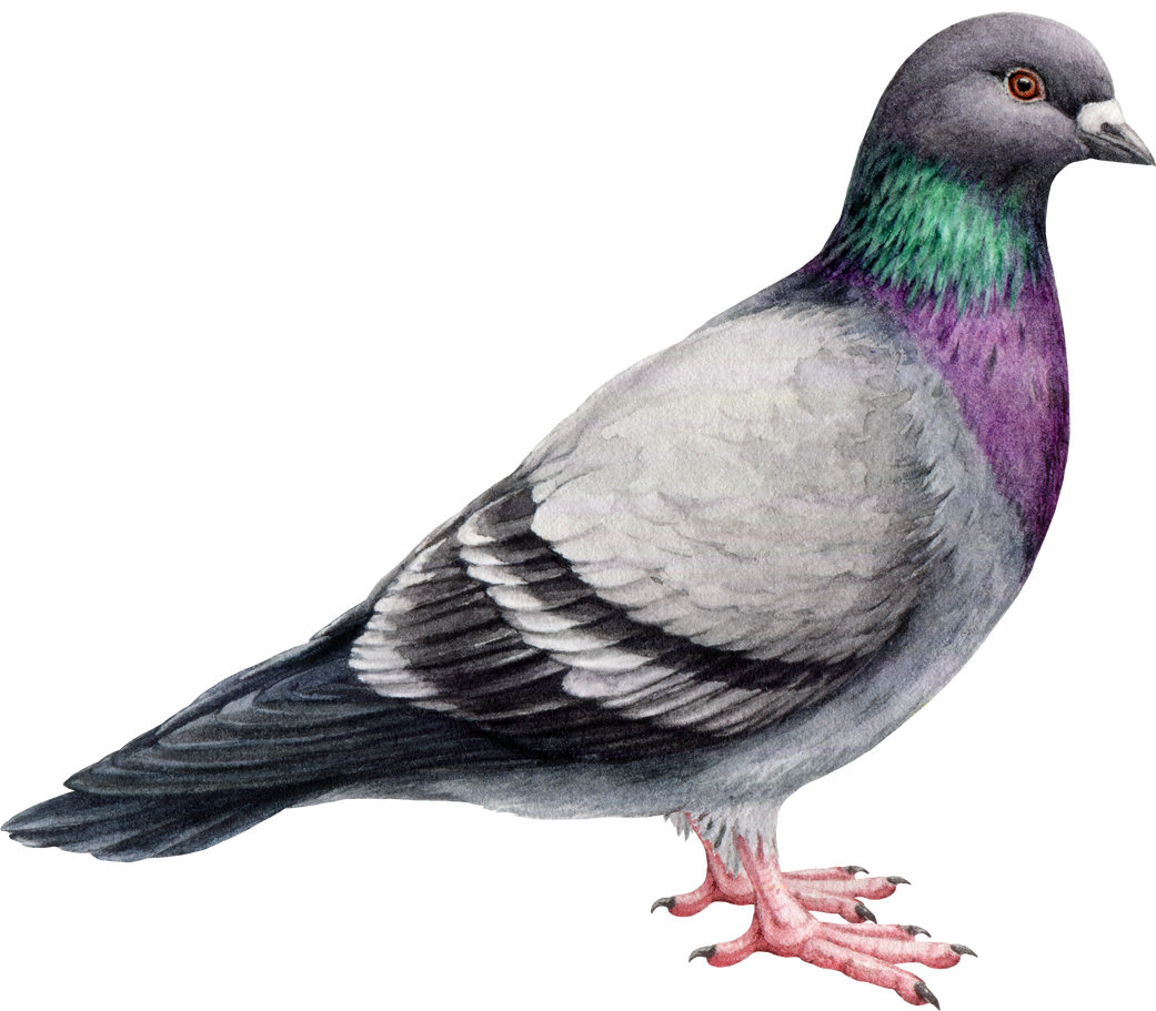 Common pigeon watercolor illustration